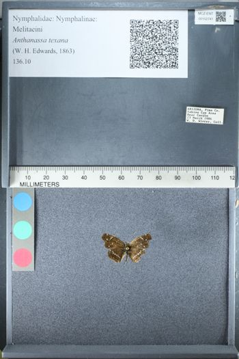 Media type: image;   Entomology 152741